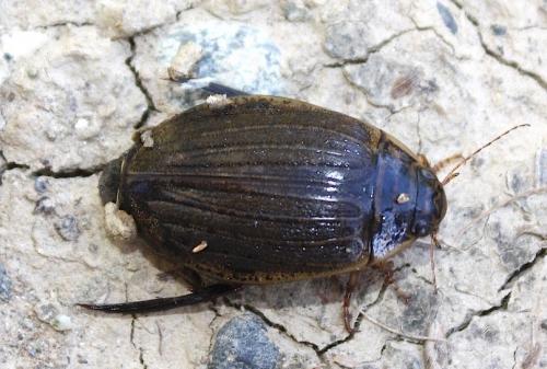 Réf. 210 046 : Acilius sulcatus